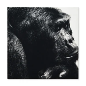 Cuadro Decorativo Gorila L 60X60 cm - Impresion en Tela Poliester