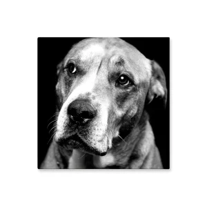 Cuadro Decorativo Perro Blanco y Negro S 30X30 cm - Impresion en Tela