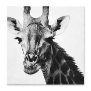 Cuadro Decorativo Jirafa Fondo Blanco L 60X60 cm - Impresion en Tela